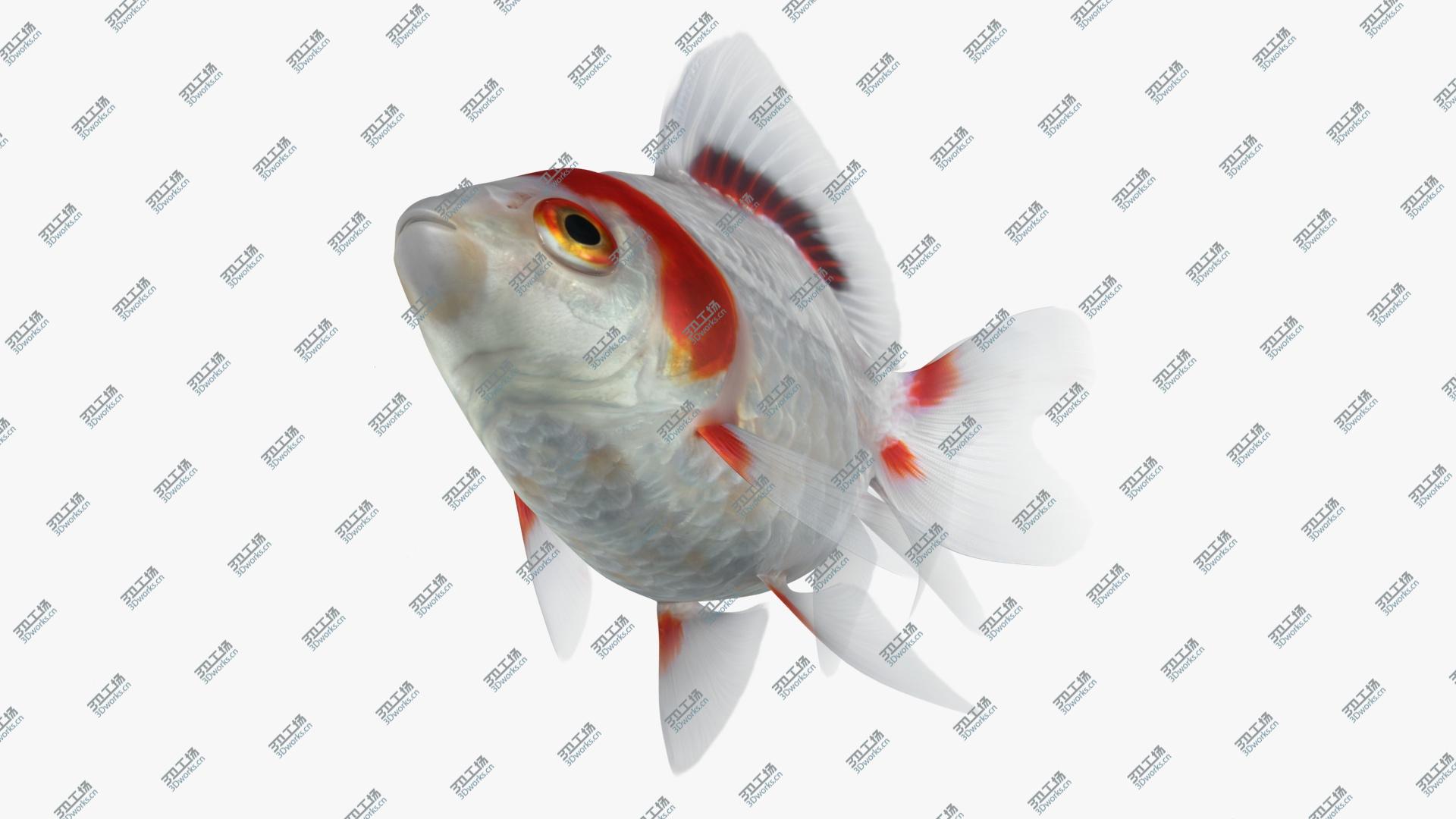 images/goods_img/202105074/Fantail Goldfish (Animated) 3D/5.jpg